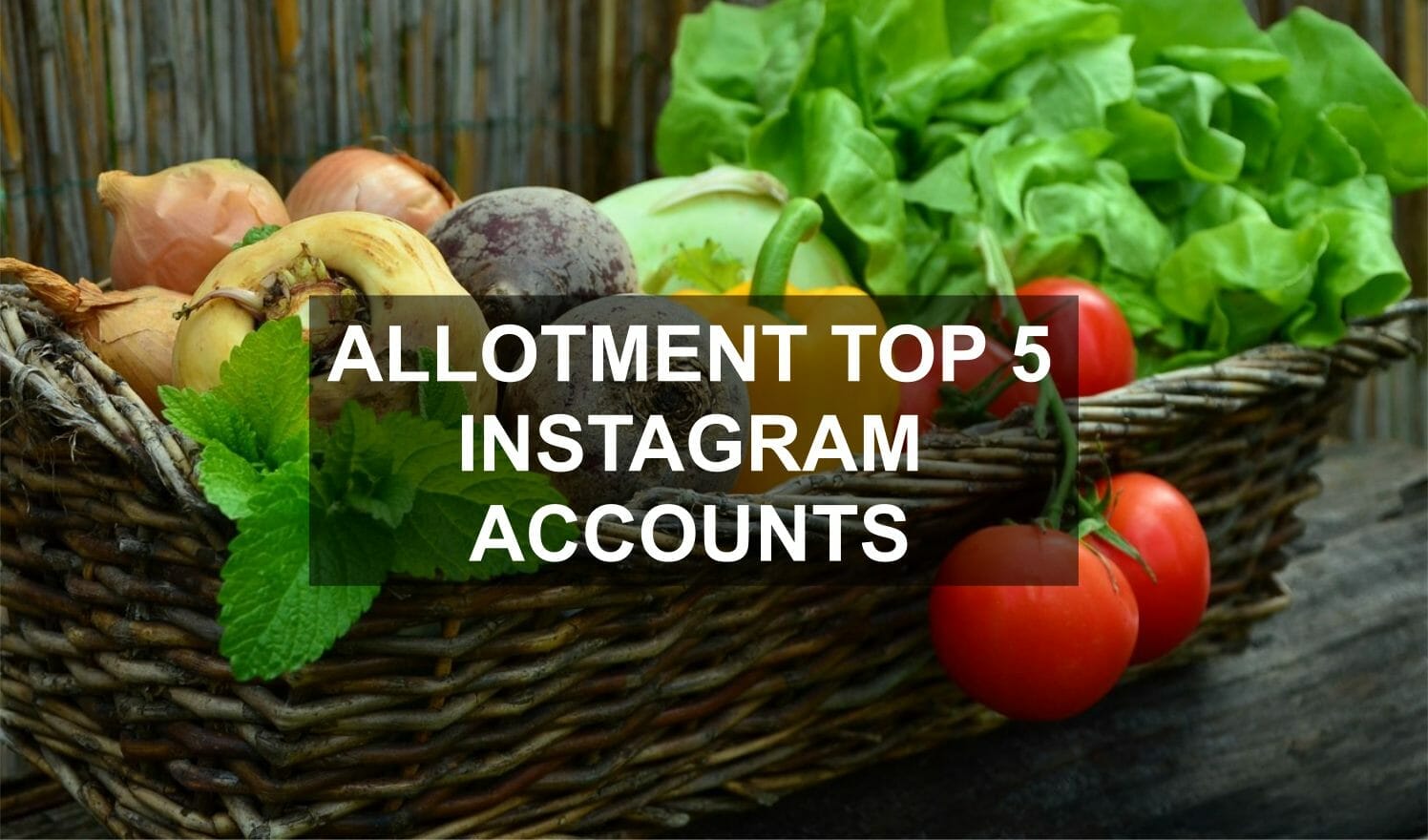 Allotment Top 5 Instagram
