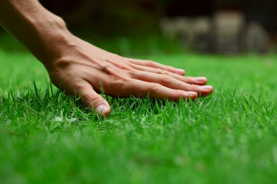A garden lawn with healthy grass